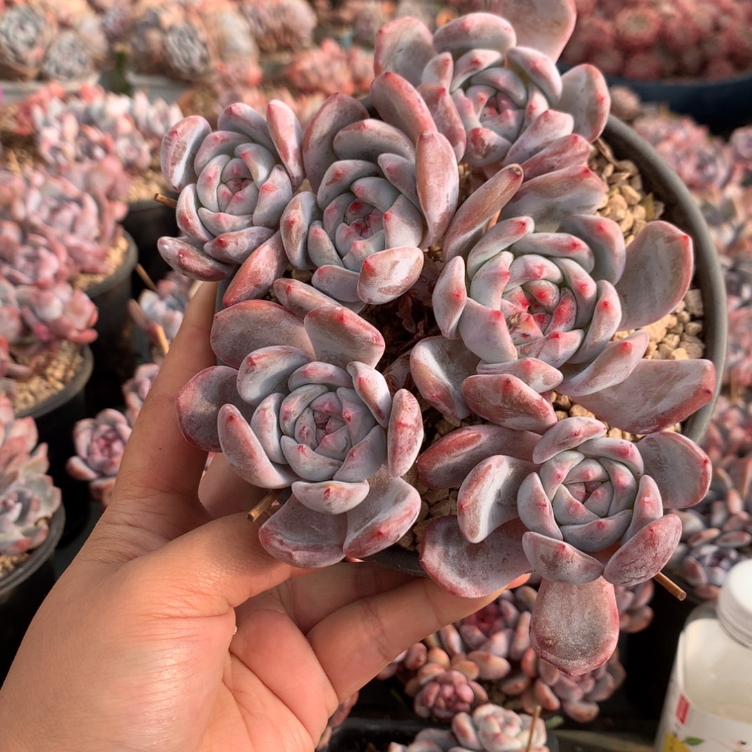 哈哈哈哈哈哈哈15