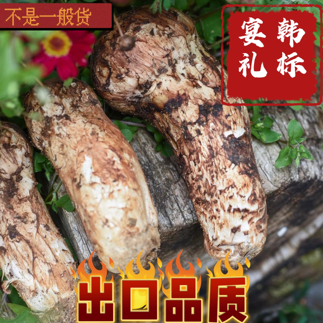 6-8cm新鲜松茸香格里拉原产地现采现发顺丰冷链空运500-1000g