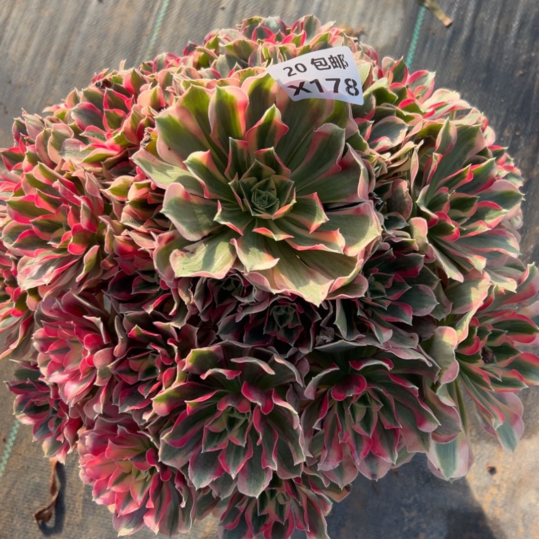 炫***ঌ178女郎，多肉法师