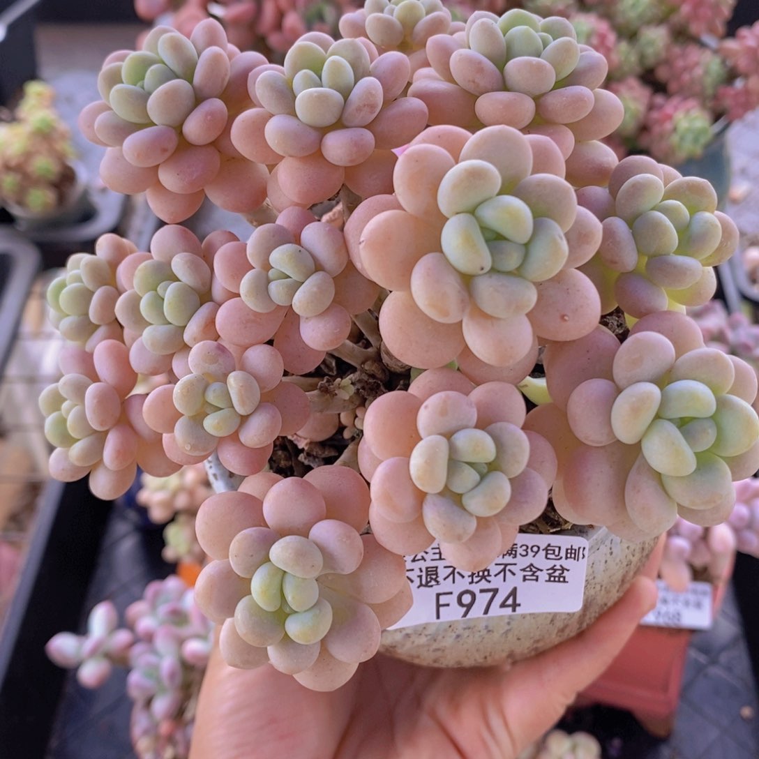 洛可可11cm974多肉植物