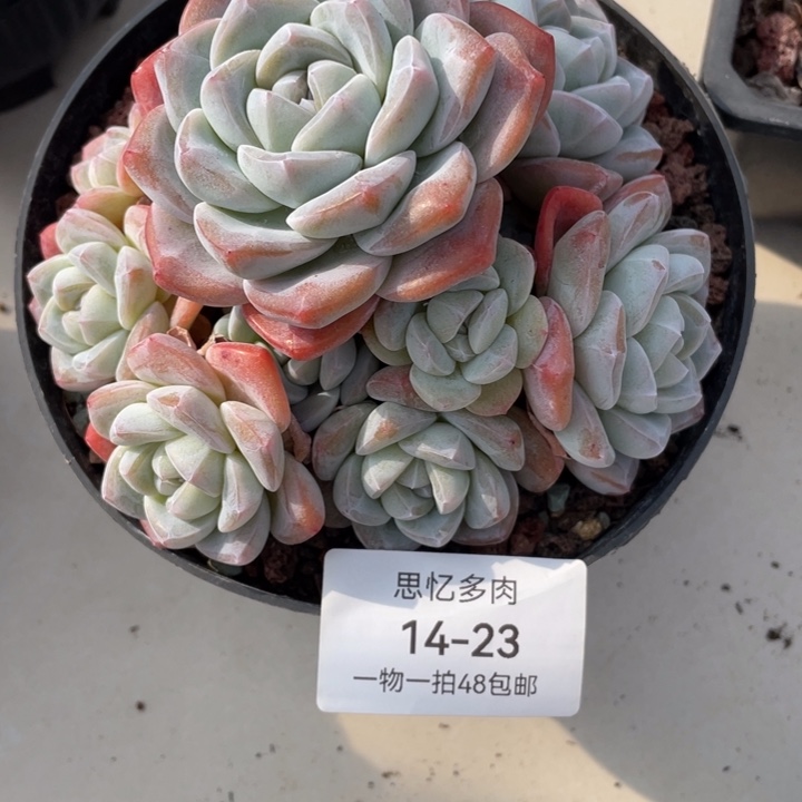 阿***！阿狸风格哦的的哥