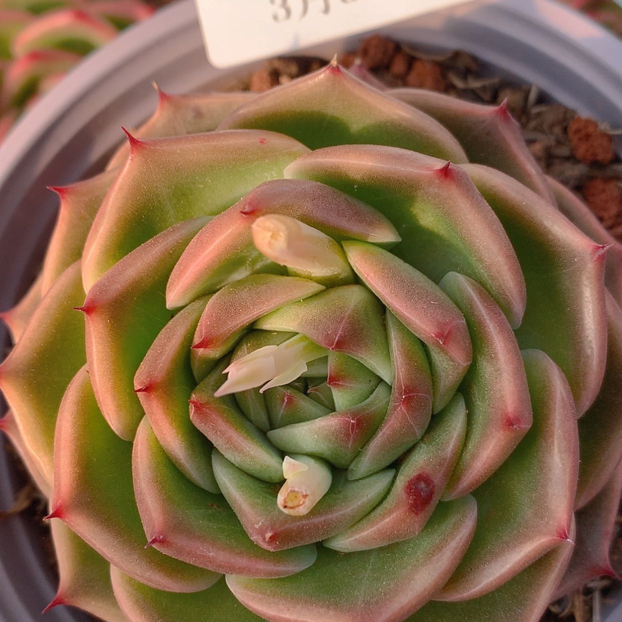 【闪购商品】云3178