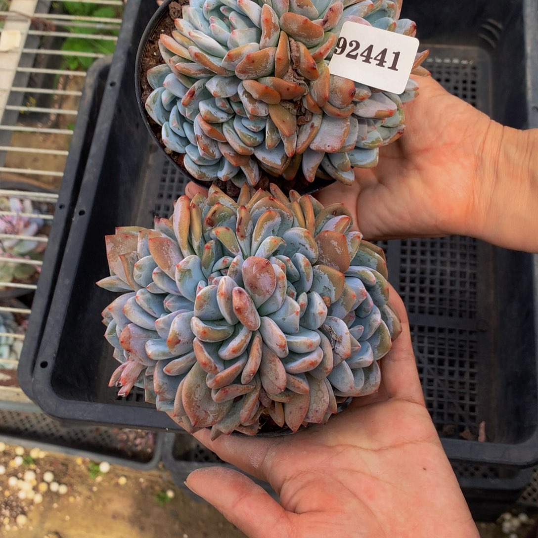 92441两个朵朵嗯嗯嗯嗯好