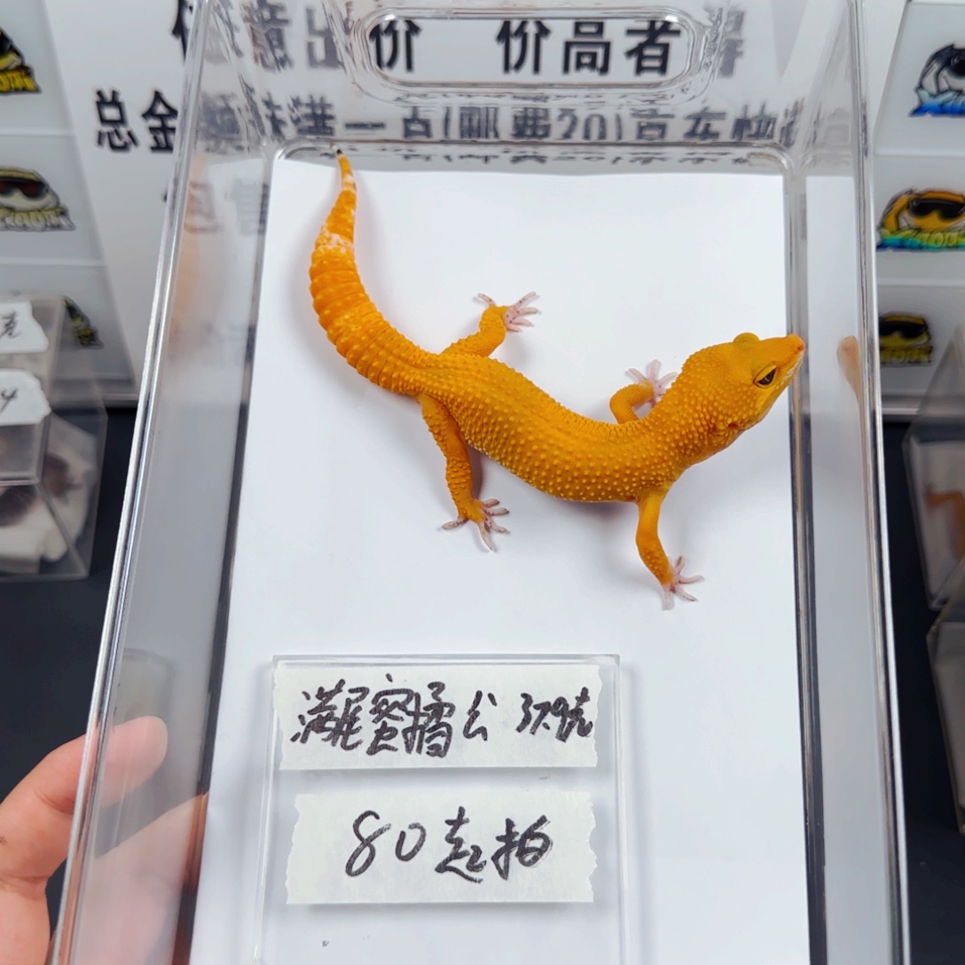 豹纹守宫豹纹守宫