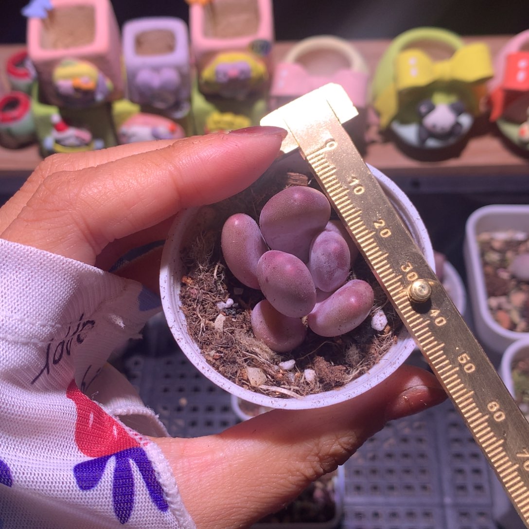 蛋黄奶 不满28发到付，发一片叶，~