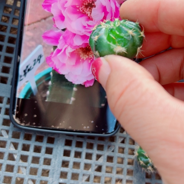 4丽花美花24伤歪无根侧芽2一3公分左右20包邮