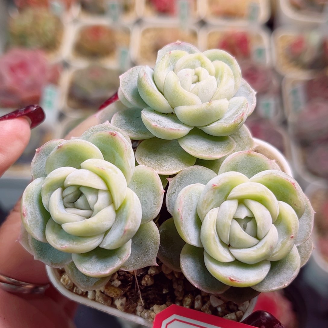 G399一物一拍 精选胖虎老桩