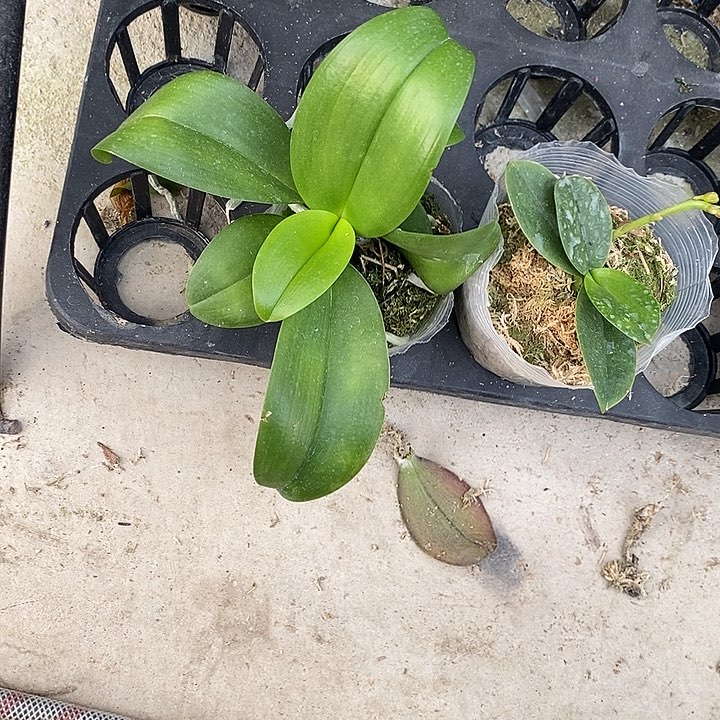 当前无花栽培后可以开花双头黑霉2
