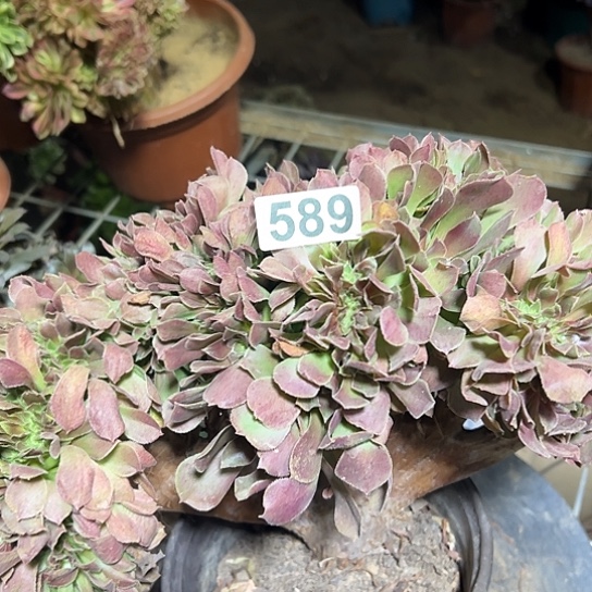 袆***祎多肉植物一个玫瑰589