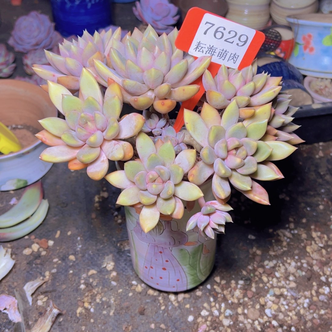 紫***菀象牙7629多肉植物带盆