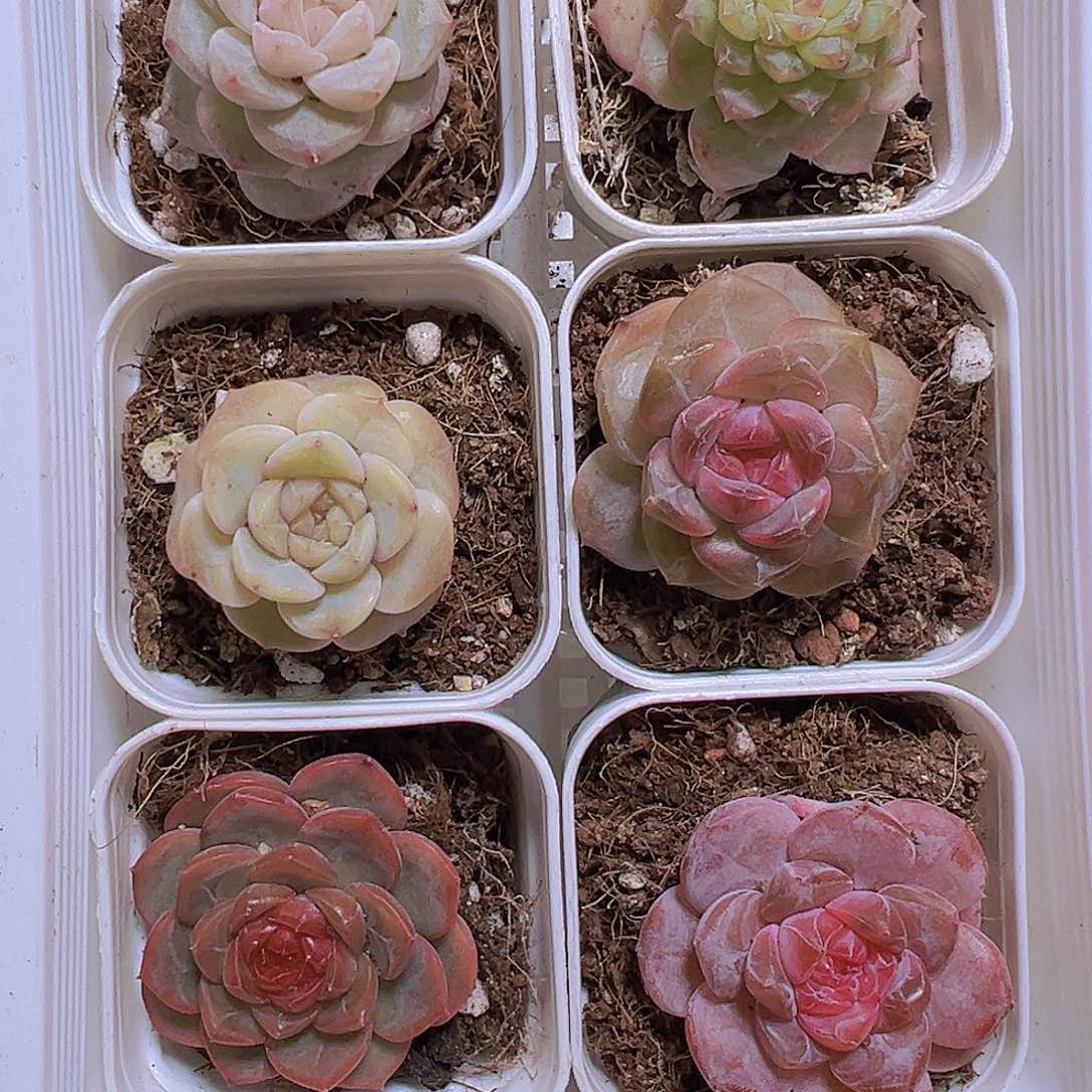 154小精品6盆5.5厘米盆