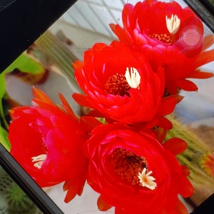 樱桃红侧芽5公分左右毛花柱