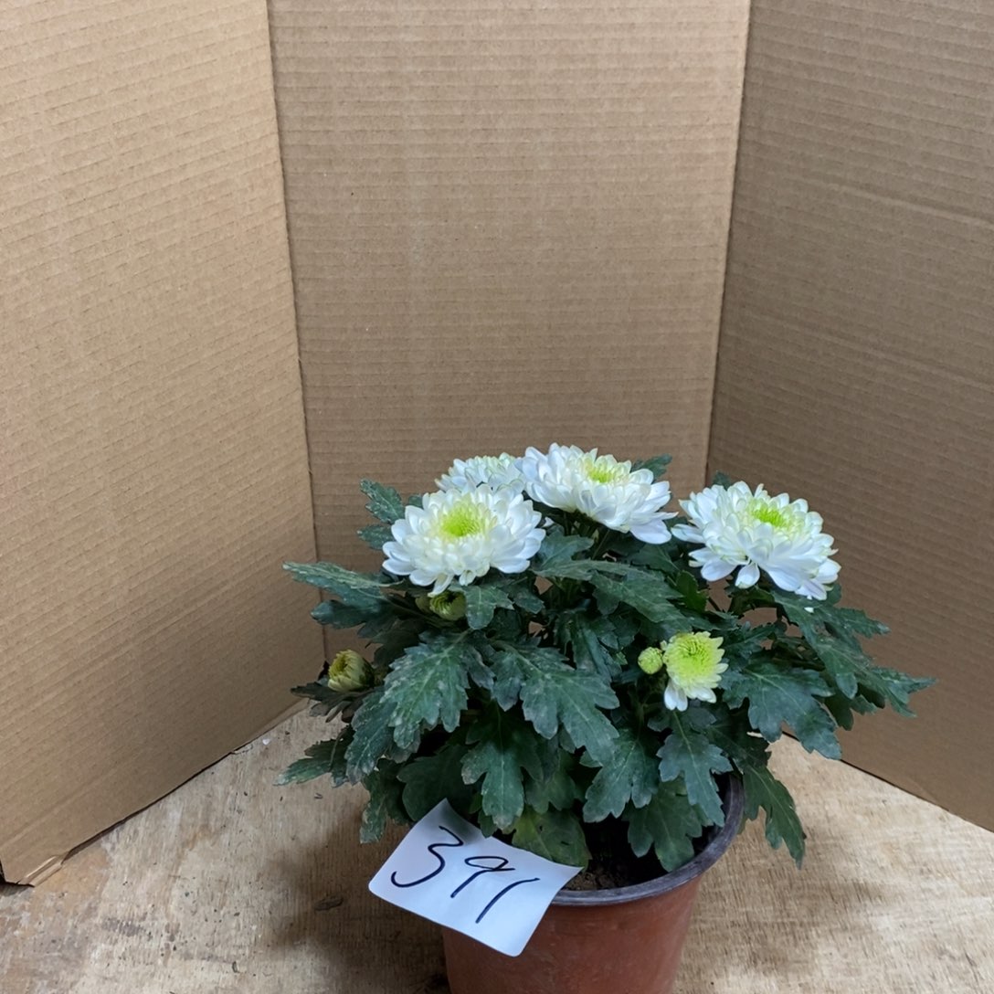 完全开放000000391