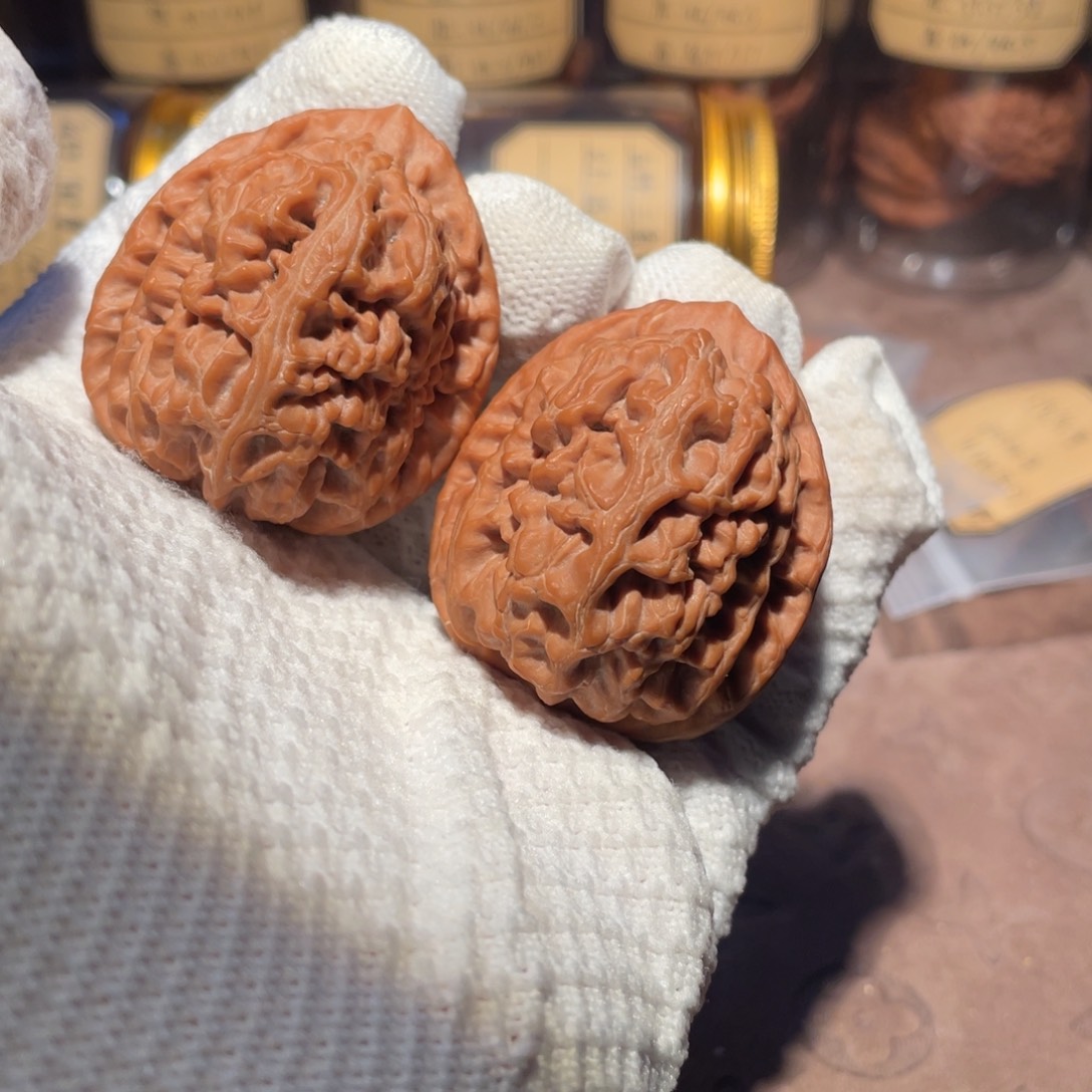 核桃42洪锦鲤llllll