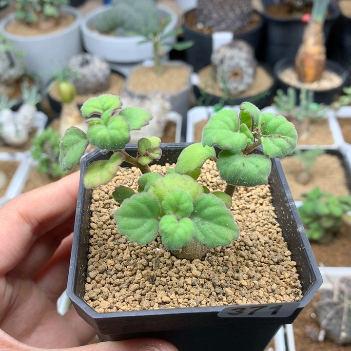 爱氏延命草多肉带盆