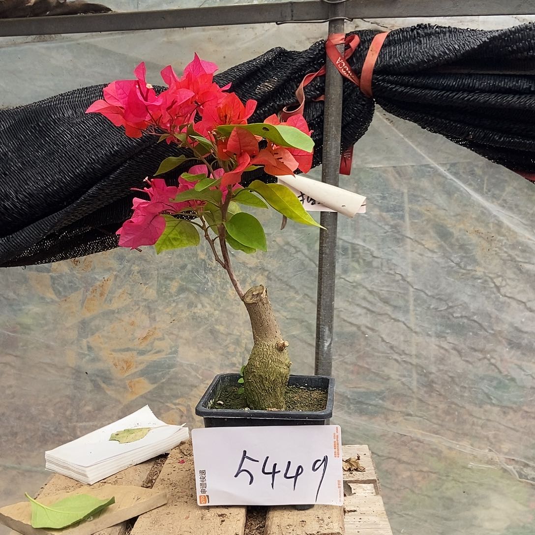 深***慕完全开放你的三角梅222