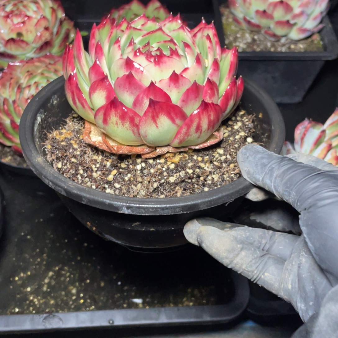 惊鸿仙子冠服11左右