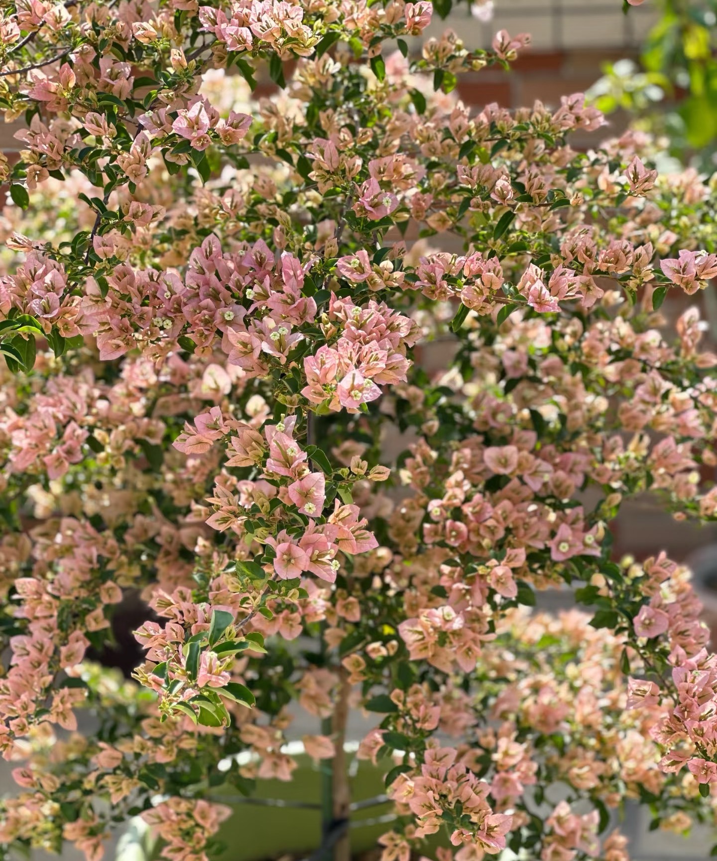 【兴宇盛福利品】随机不指定品种发货-不售后