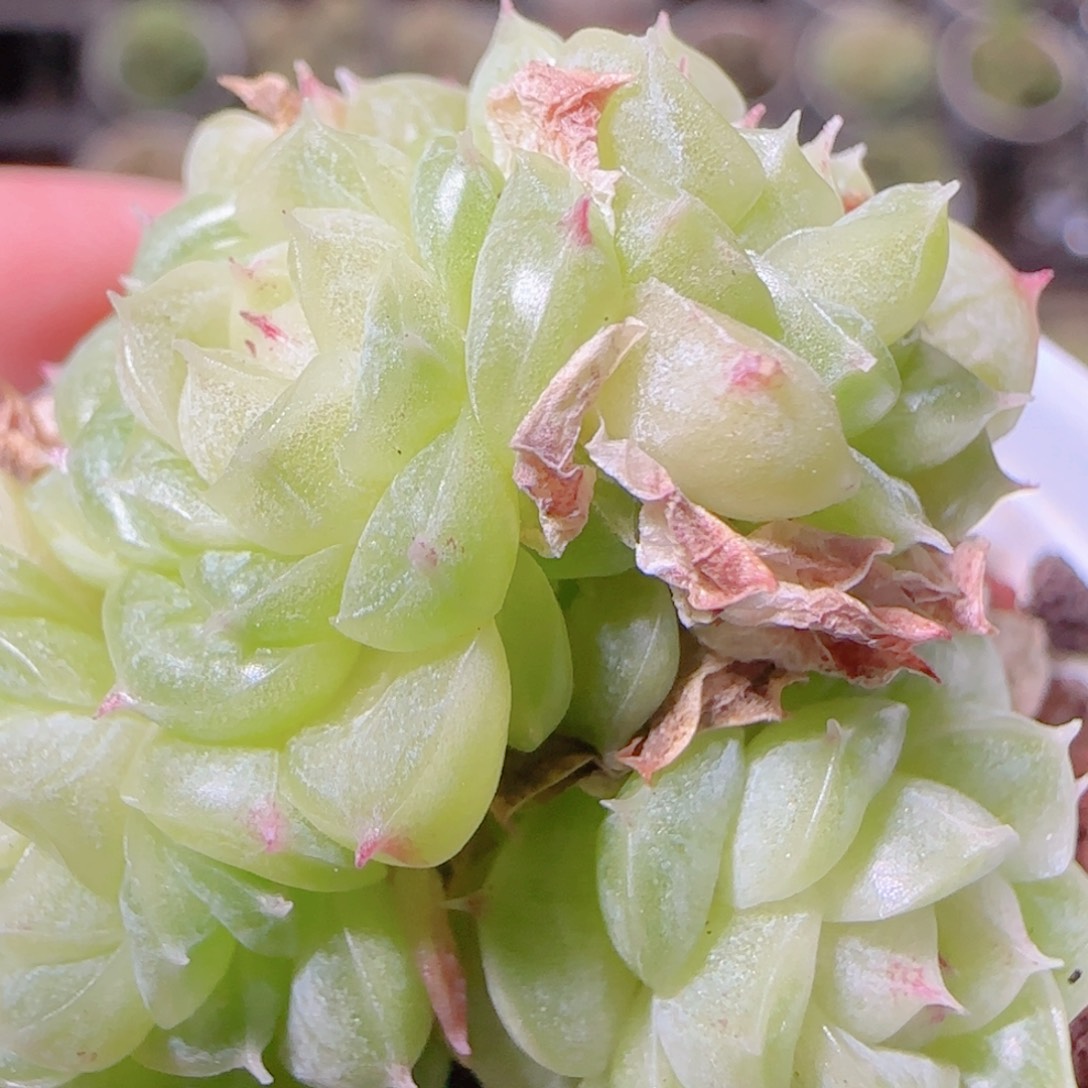 花语逸镜1103-522散