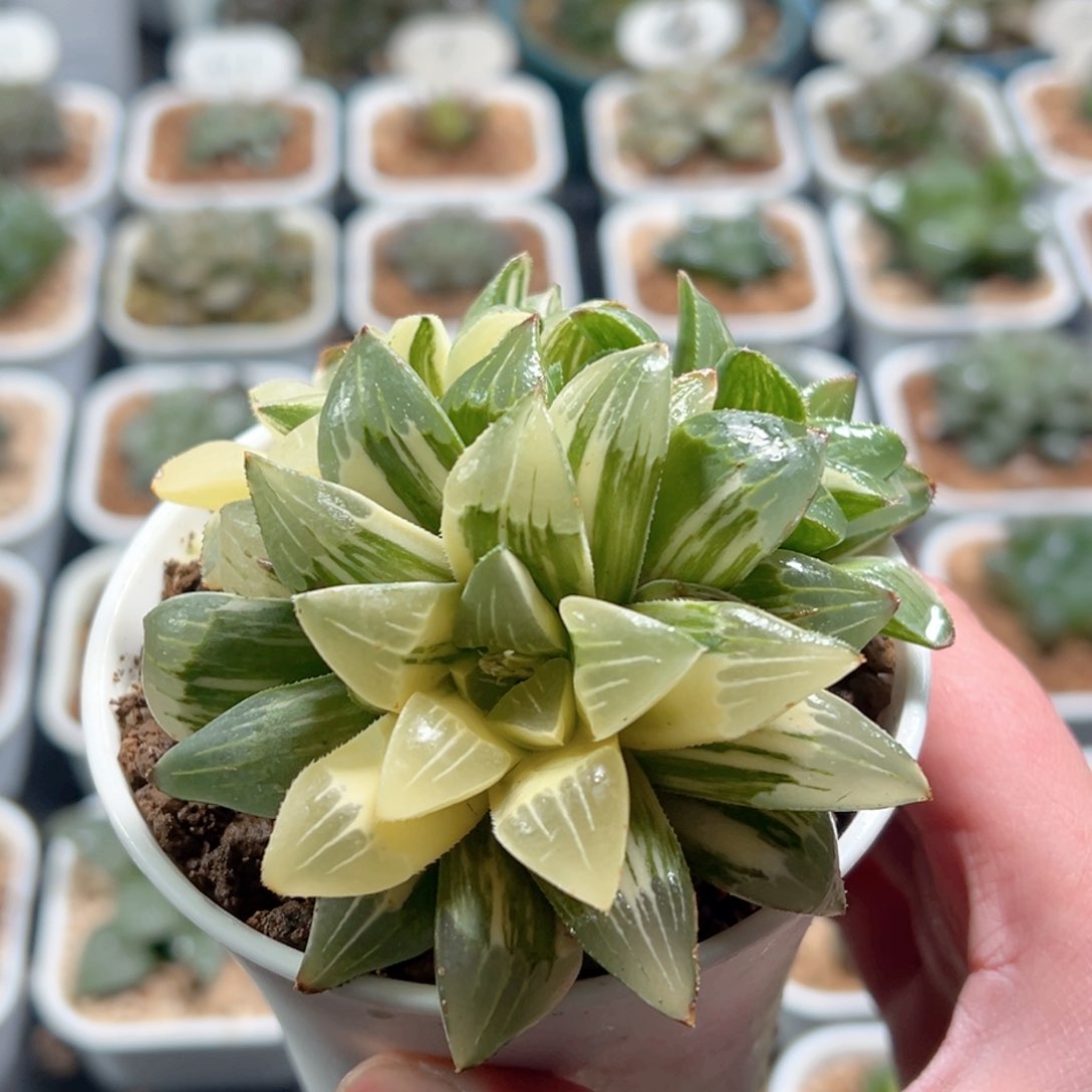 姬寿锦玉露多肉植物