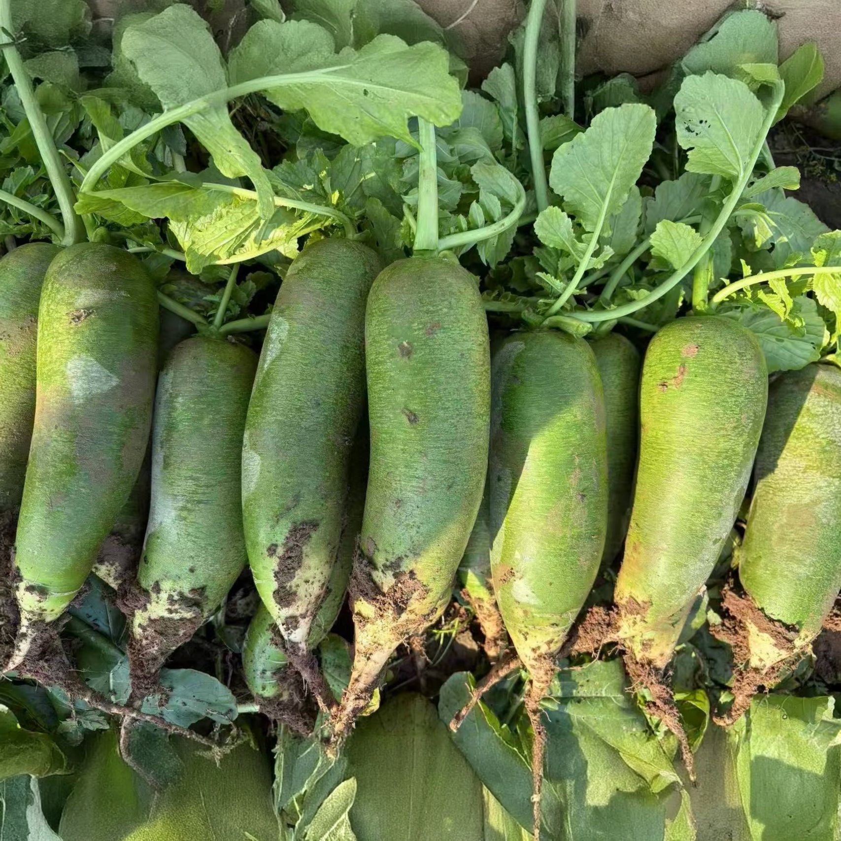 天星2号水果萝卜新鲜现挖脆甜可口