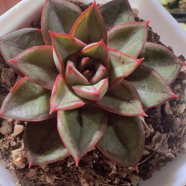 麒麟座锦精品多肉