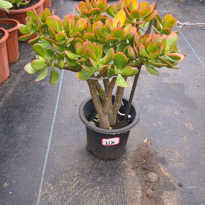 海***饰2220黄金花月带盆土发