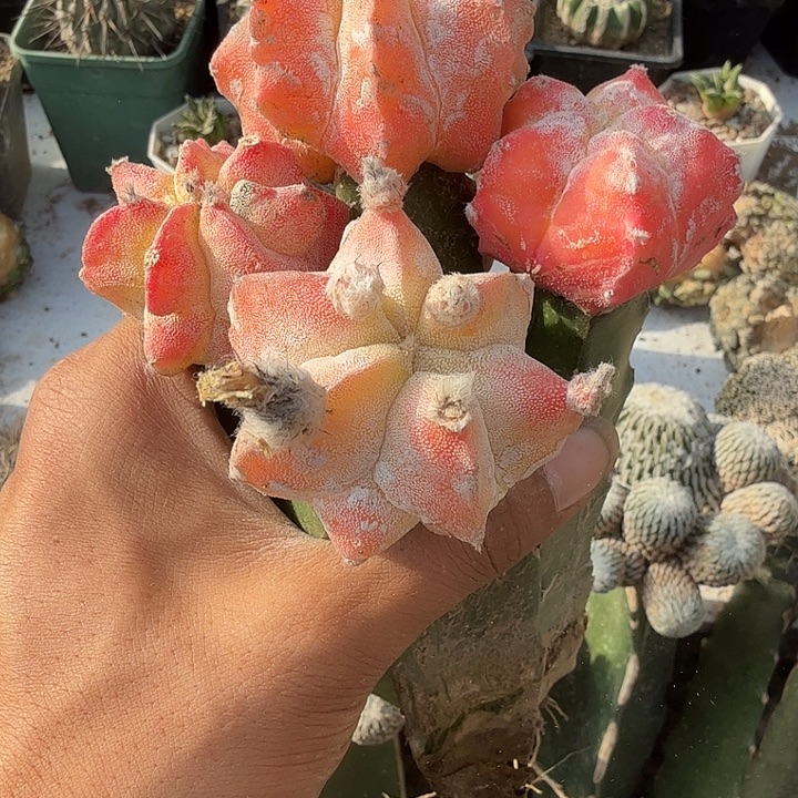 鸾凤玉锦仙人球四颗