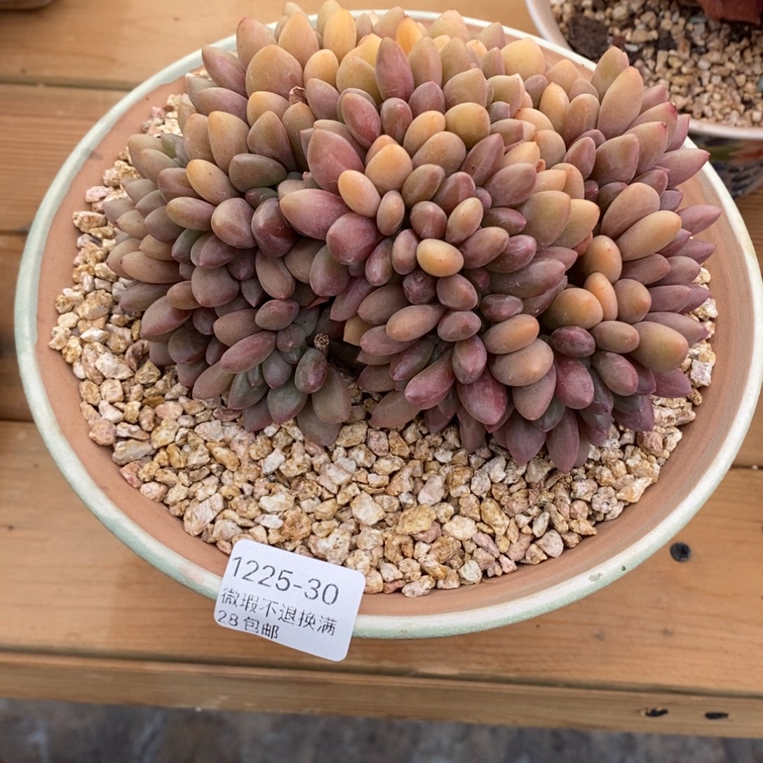 初***见30号多肉福利吗啦啦啦