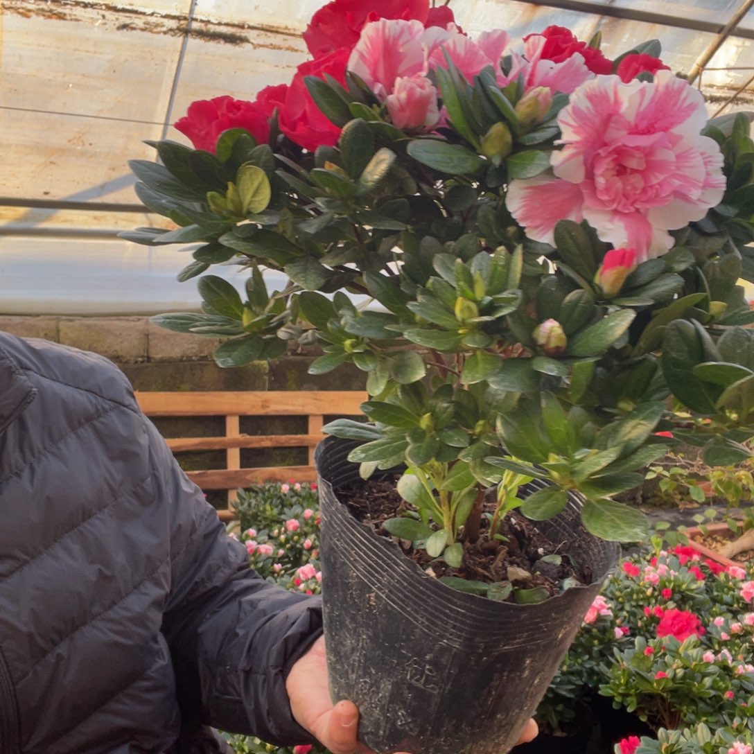 完全开放双色杜鹃，杨梅红桃雪