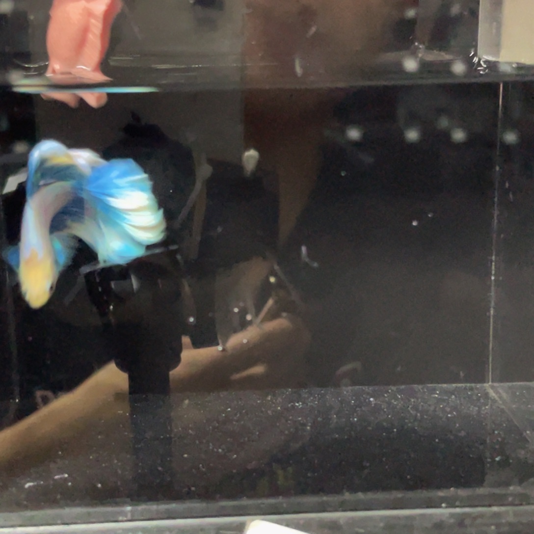 斗鱼哈哈哈试试试试