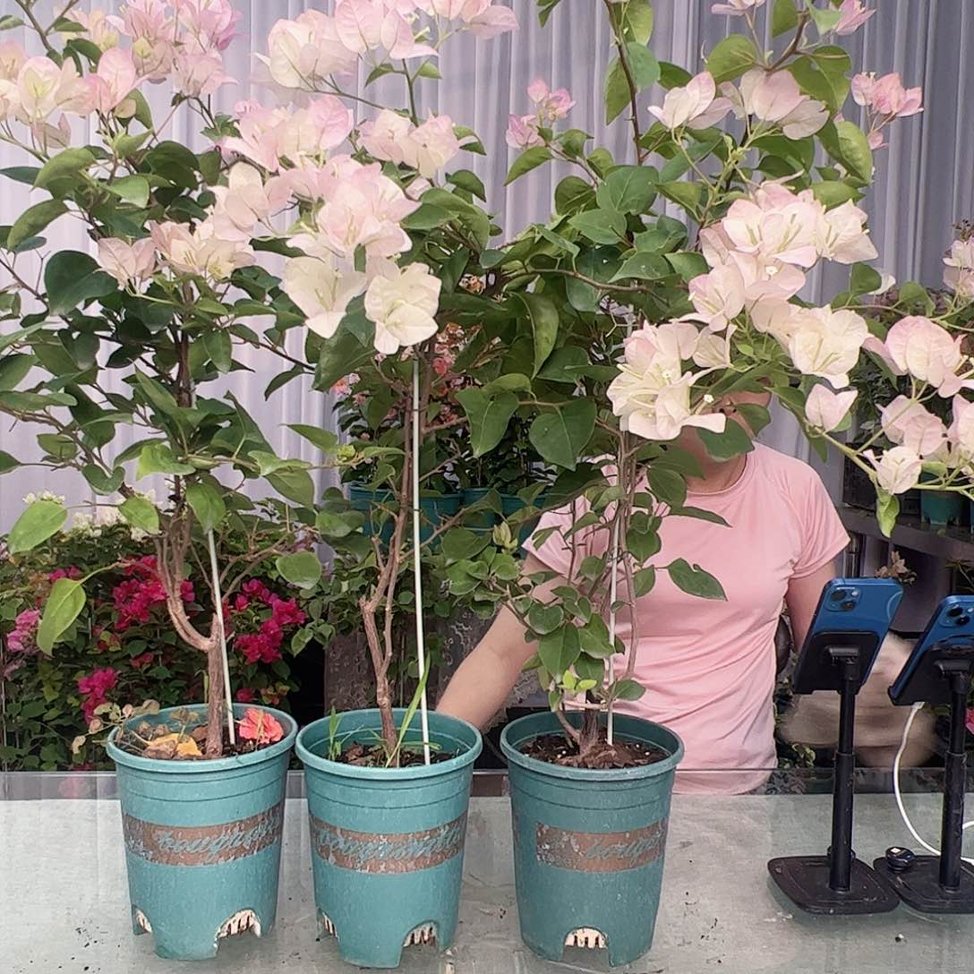 大部分开放少量花苞五宝一棵