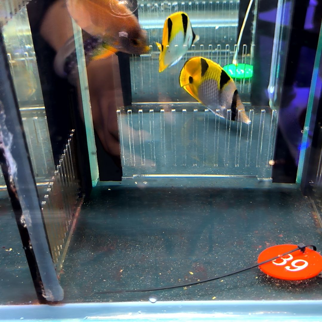 海水鱼虎纹仙6+/6-70-39