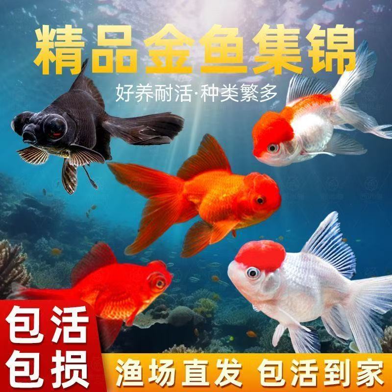 【高级金鱼礼包】6-8cm中大尺寸9条丹顶红狮黑红龙睛冷水观赏鱼包邮