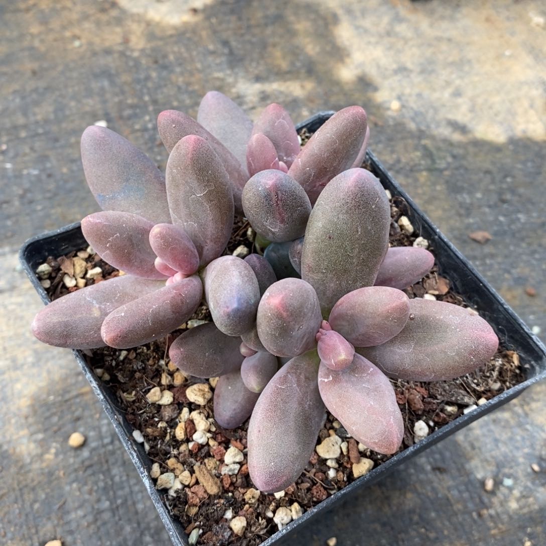 糖果美人自然群5头，1234567894