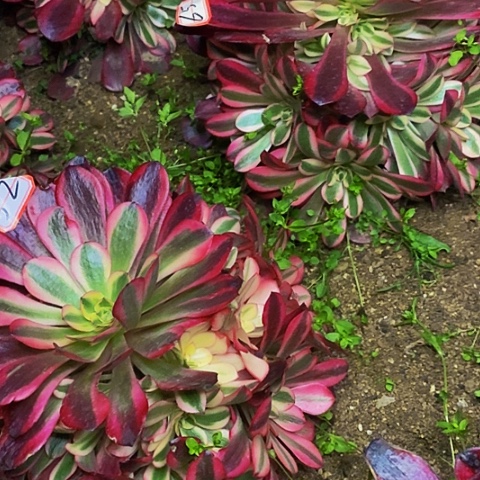 P****?美杜莎两棵法师62➕65