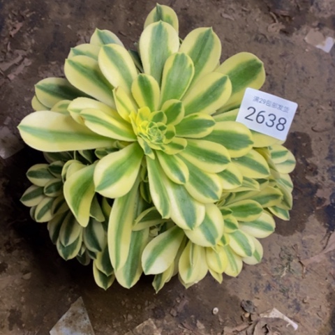 迈巴赫多肉植物2638