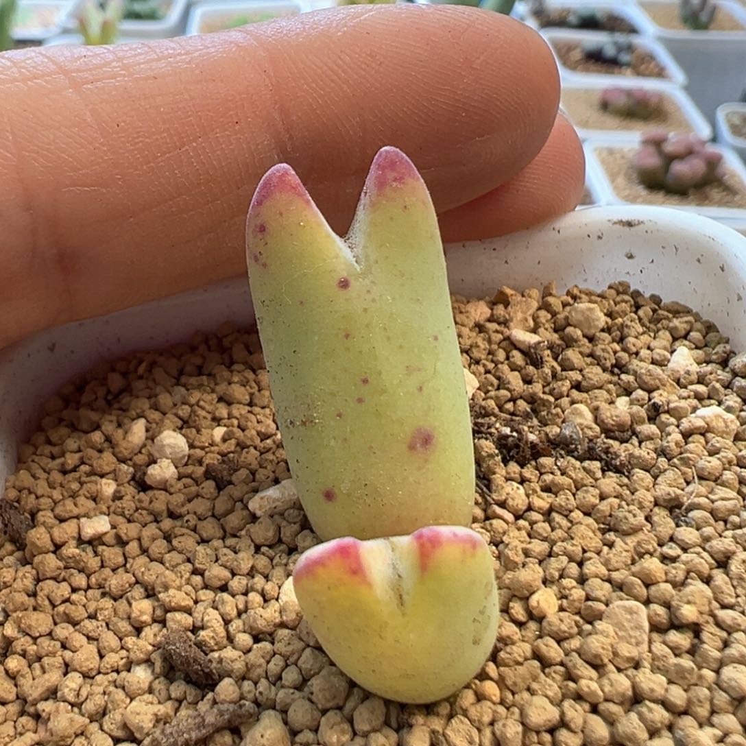 杂交黄体将 肉锥植物