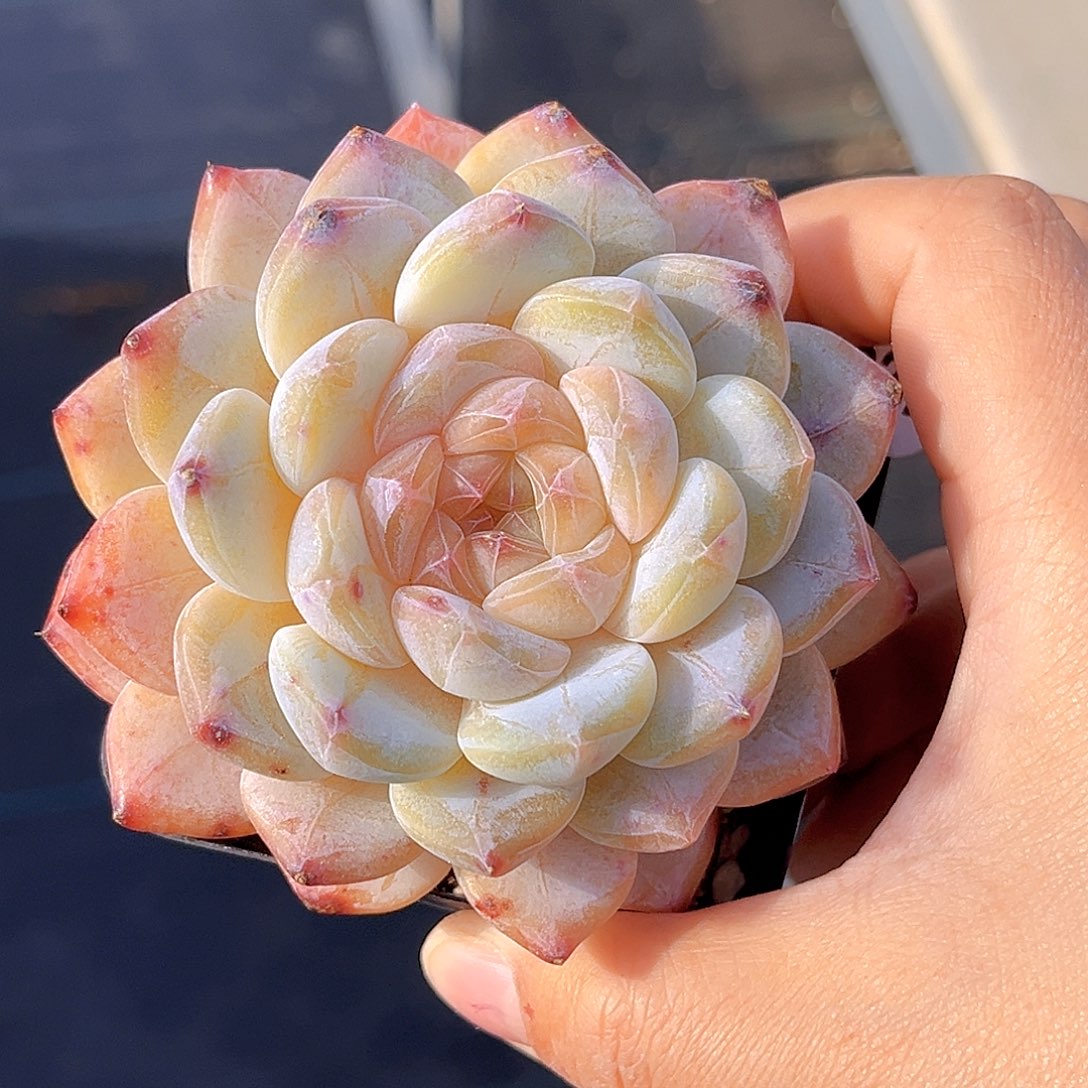 232 新品珍妮   满18包邮