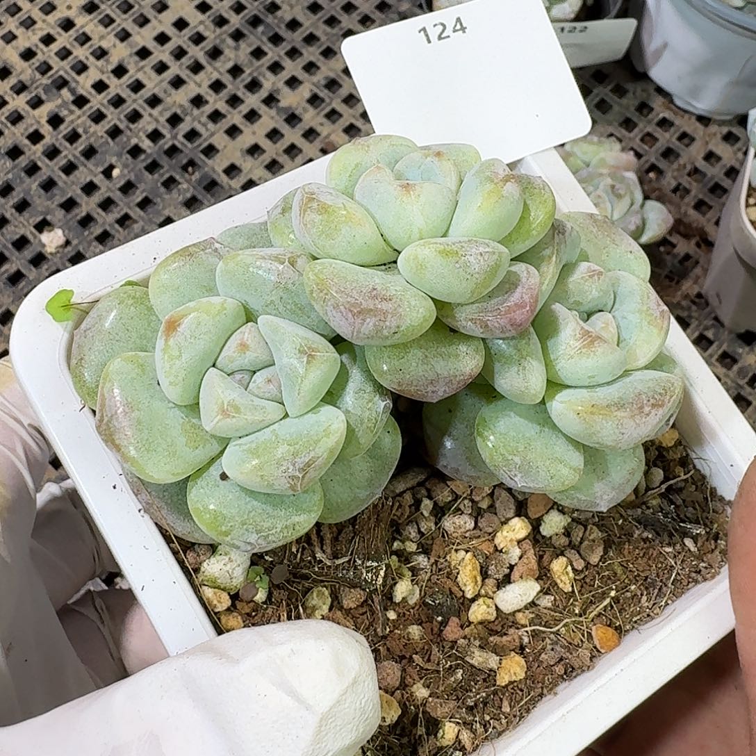 124 号到手1框～一物一拍