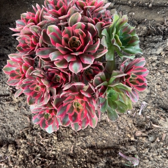 萍***女妖花脸一颗包邮福利2号