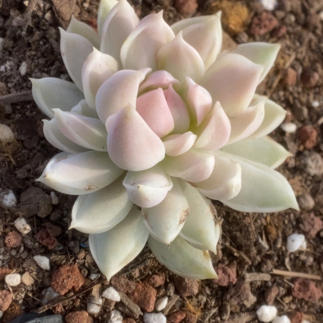 688牡丹冰锦锦锦锦锦锦