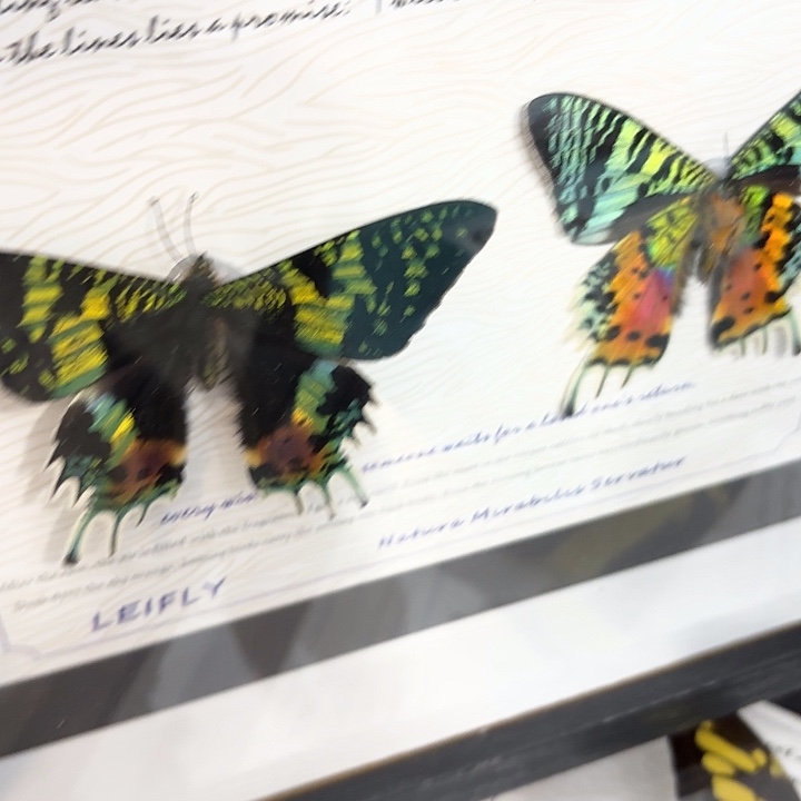 —***—蝴蝶标本定制版241