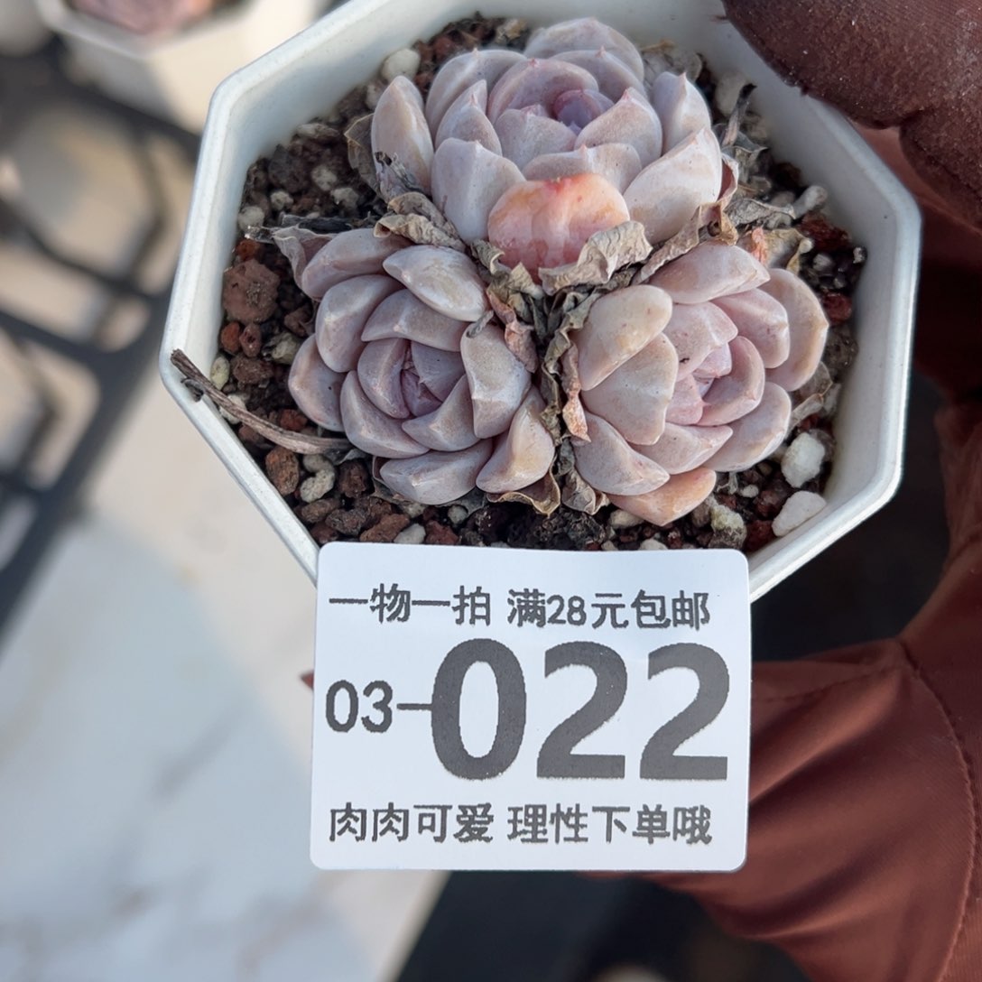 汉堡，多肉多肉多肉多肉