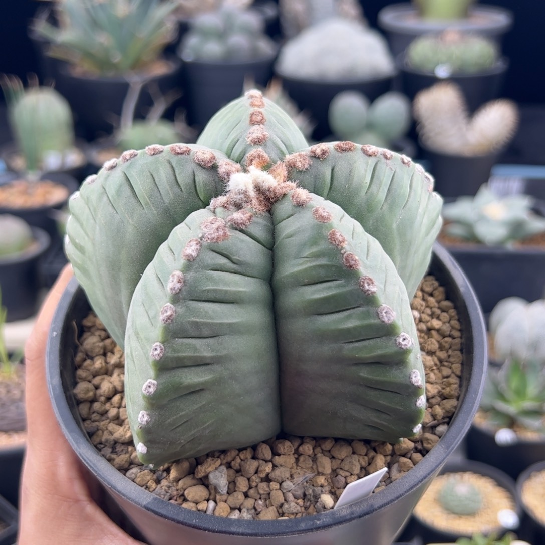 鸾凤玉实生11一物一拍