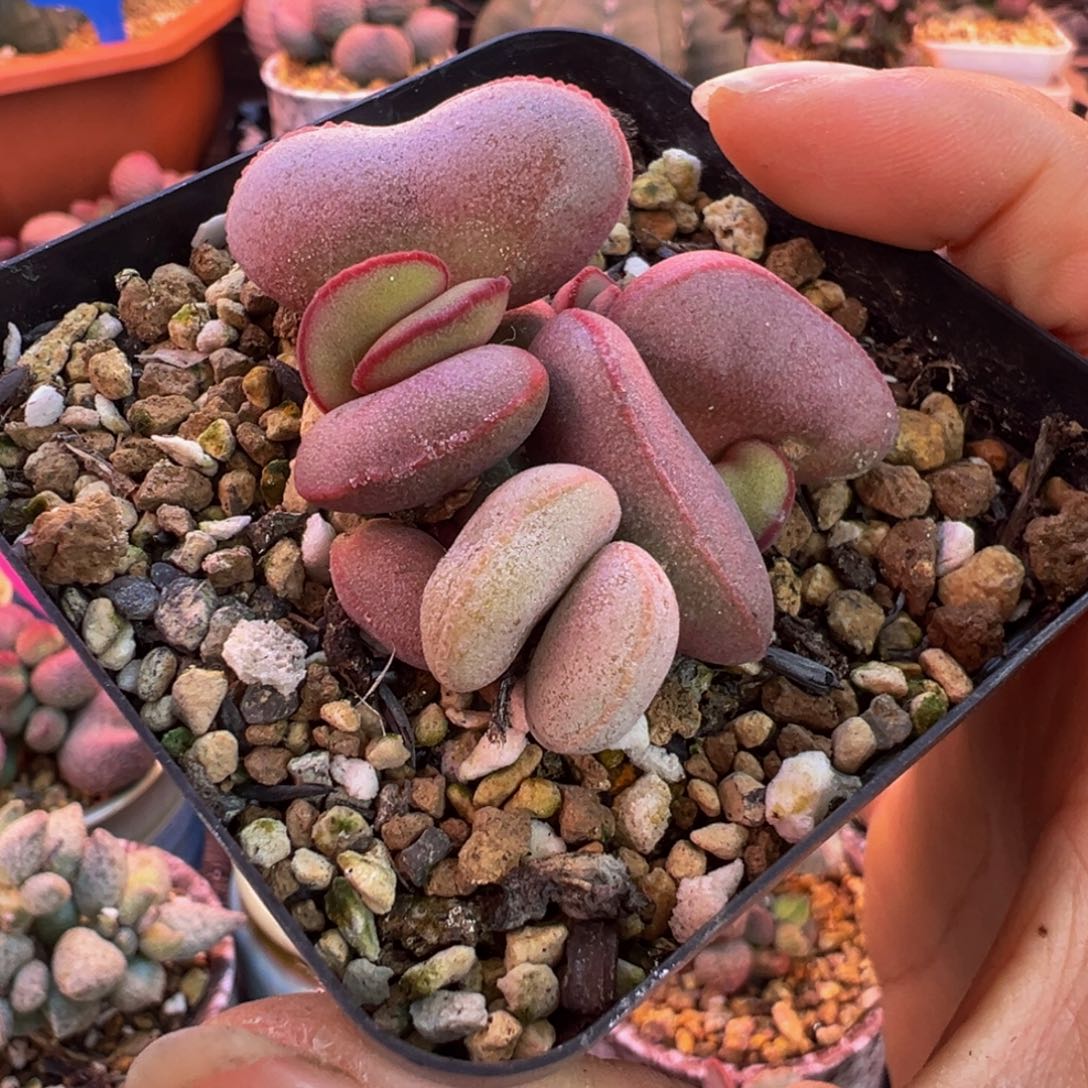 流***嫣我的小伙伴都在等你