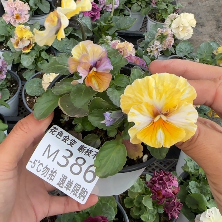 D***r无花朵M386角堇小苗一物一拍默认苗晃