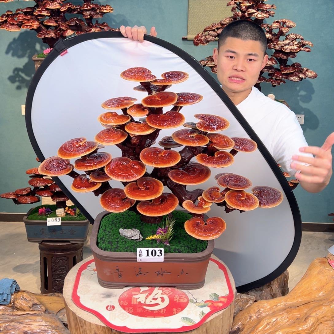 无花朵58888888888