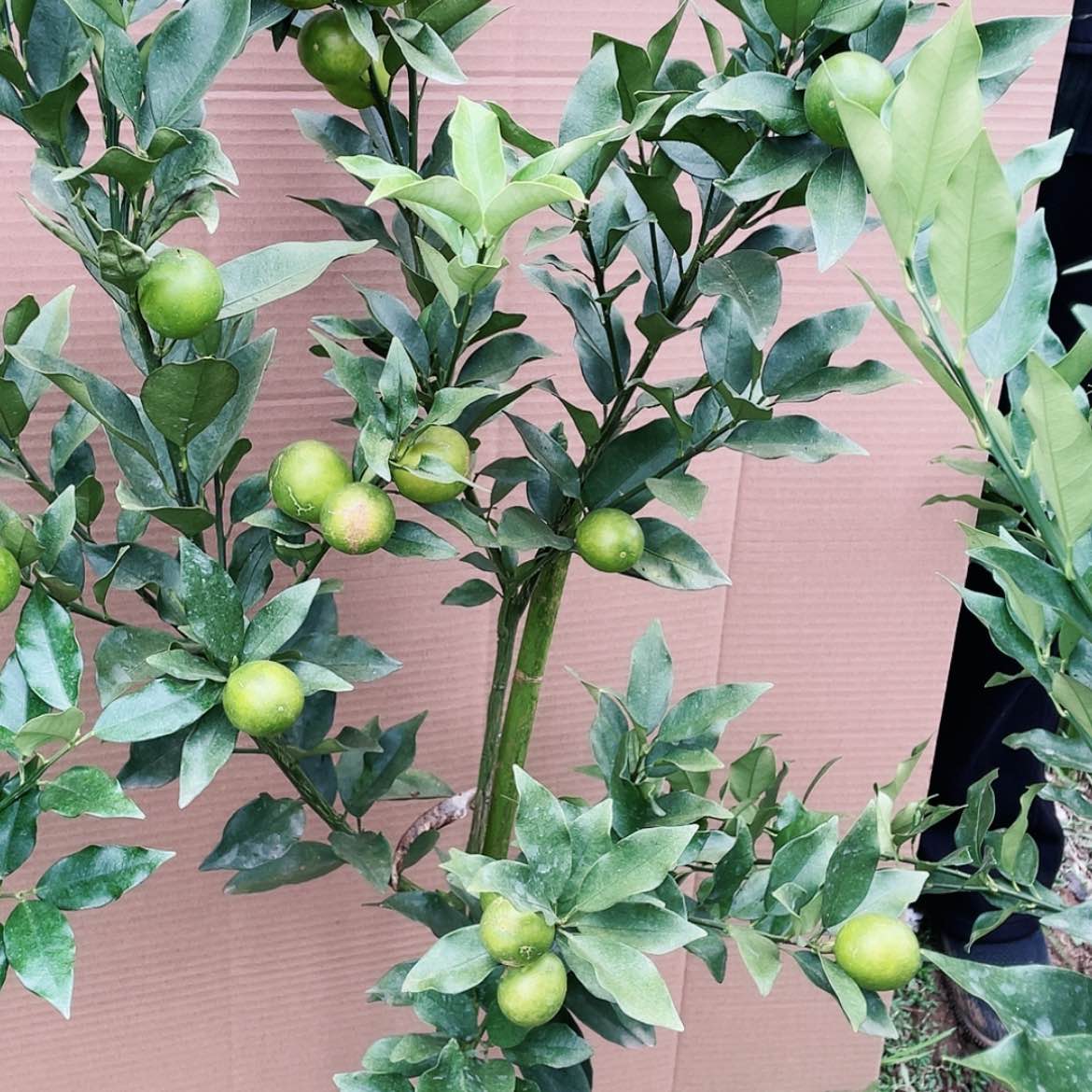 【闪购商品】完全开放腾****全