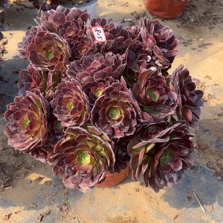 18-15荷兰朵朵多肉